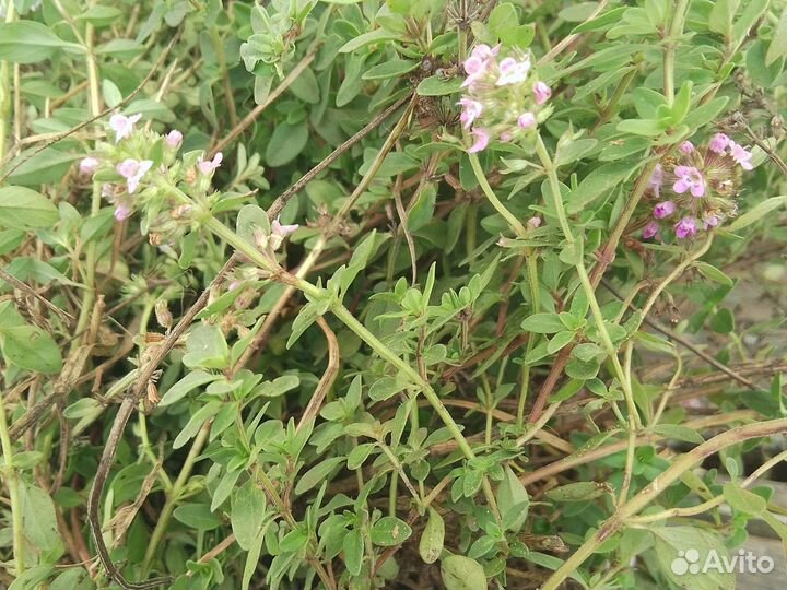 Чабрец (тимьян)