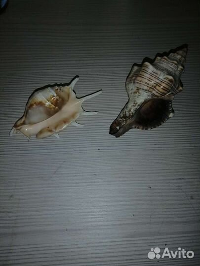 Морские ракушки раковины