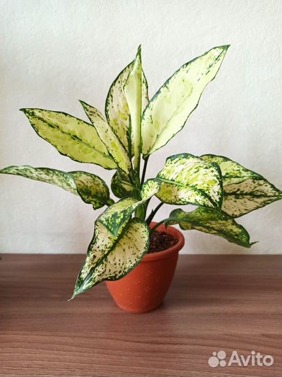 Сортовые аглаонемы