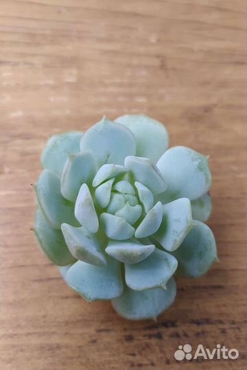 Суккуленты