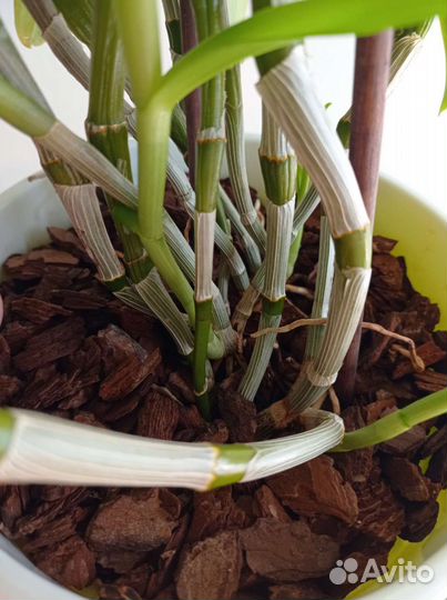 Орхидея дендробиум Нобиле