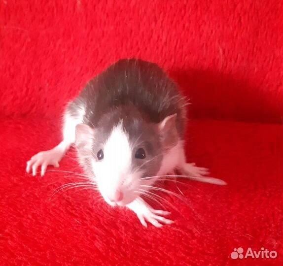 Крысята дамбо девочки
