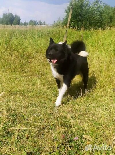 Молодой кобелек(лайка)