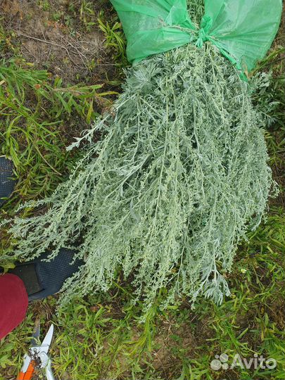 Полынь горькая