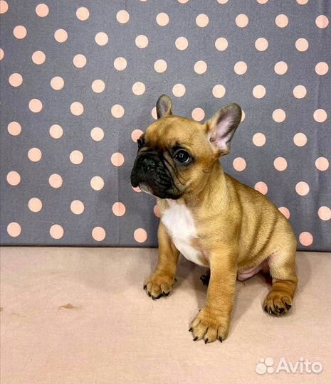 Французский бульдог рыжие щенки