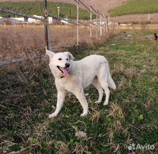 Швейцарская овчарка