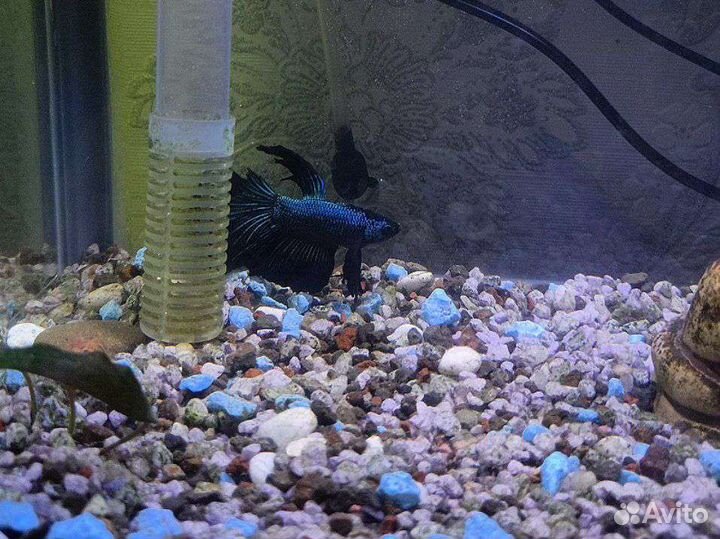 Рыбка петушок самец