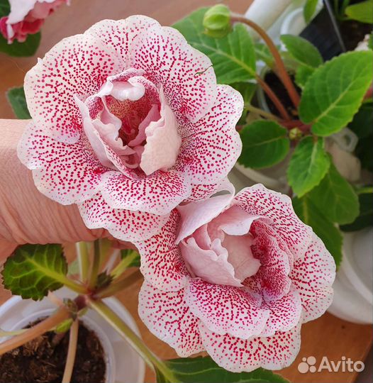 Продам глоксинии