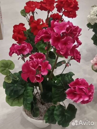 Пеларгония герань