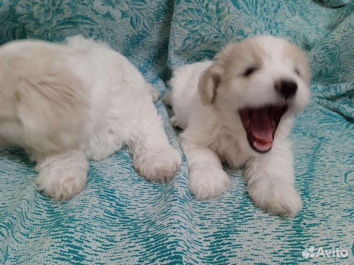 Щенки болонки, мальчик и девочка