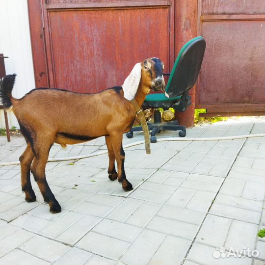 Англо нубийский козлик