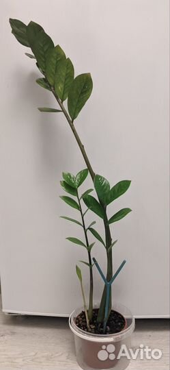 Замиокулькас