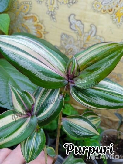 Традесканция