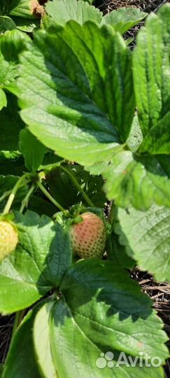 Рассада клубники