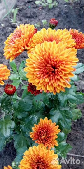 Хризантема низкорослая