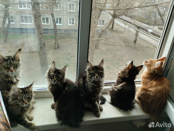 Котята мейн-кун