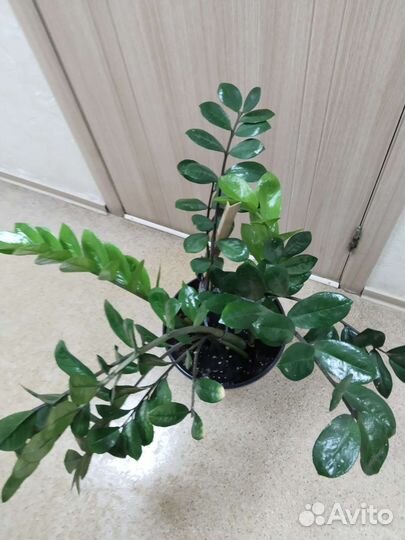 Замиокулькас