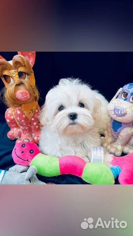 Мальтийская болонка щенки. Мальтезе щенки мини