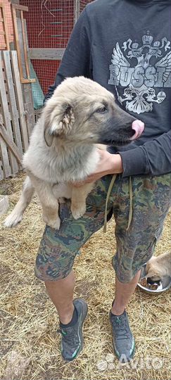 Щенки бесплатно