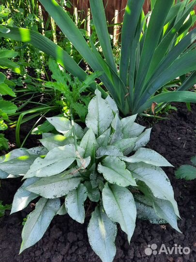 Многолетние цветы для сада