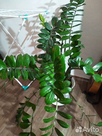 Цветок замиокулькас