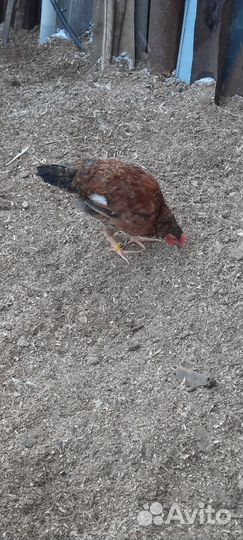 Молодые петухи