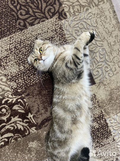 Кошки вислоухие