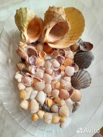 Ракушки из Чёрного моря