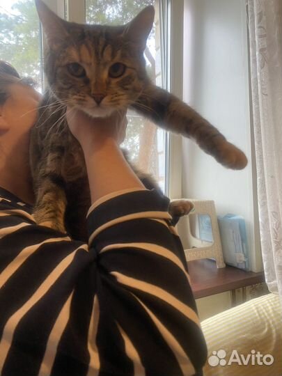 Кошечка в добрые руки