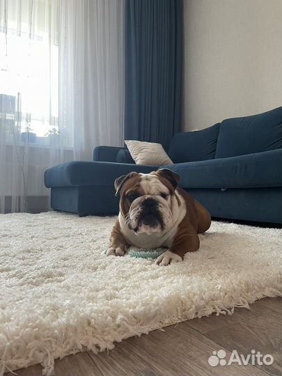 Английский бульдог вязка