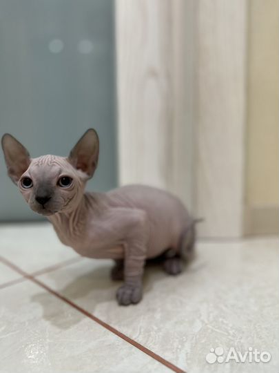 Канадский сфинкс