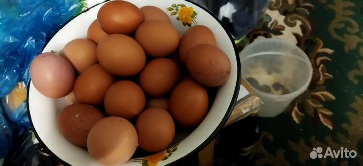 Домашние куриные яйца