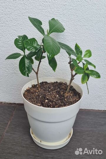 Гардения жасминовидная