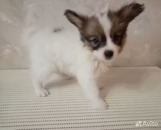 Папийоны щенки