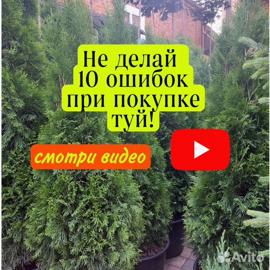 Туи шикарнейшие Колумна Смарагд Ауреа шаровидные
