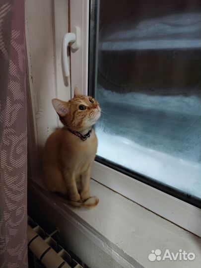 Кошка в частный дом