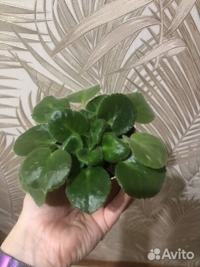 Фиалка в горшке