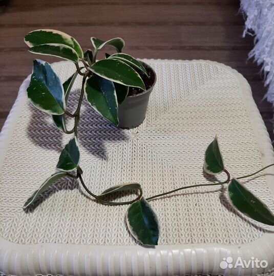 Хойя Кримсон Квин, Эскимо, Компакта