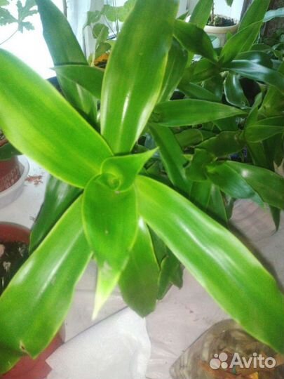 Золотой ус. Алоэ вера. Крассула