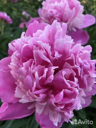 Пионы Festiva Maxima, Edulis Superba