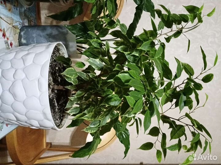 Фикус бенджамина пестролистный