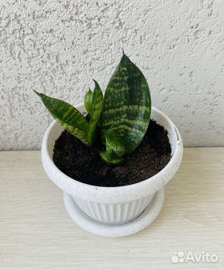 Сансевиерия ханни и алоэ