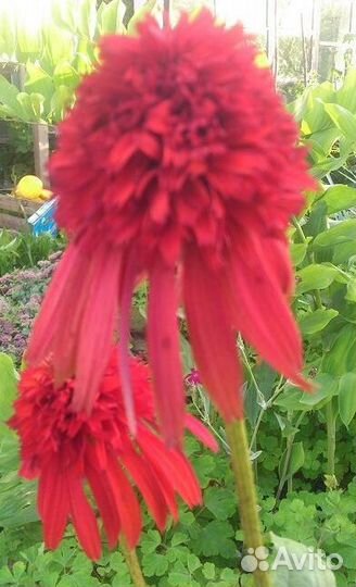 Продам эхиноцею