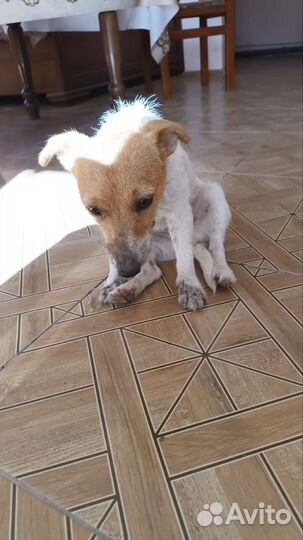 Джек Рассел терьер девочка