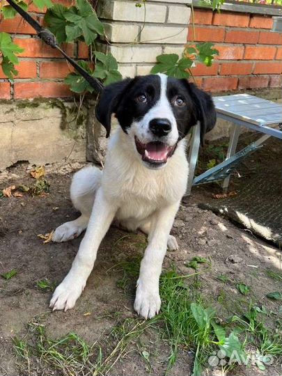 Щенки алабая в добрые руки бесплатно