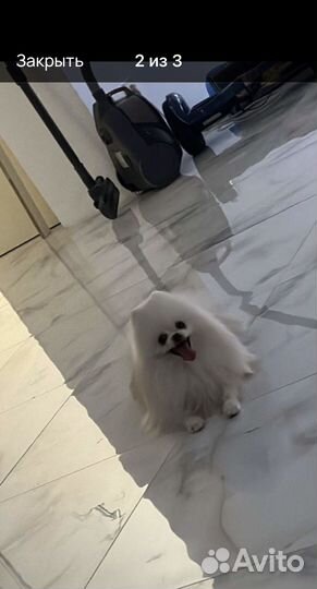 Шпиц померанский мини девочка