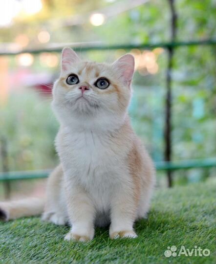 Кот золотая шиншилла