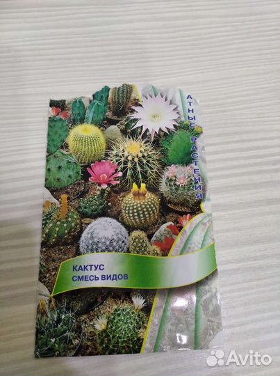 Кактусы из семян