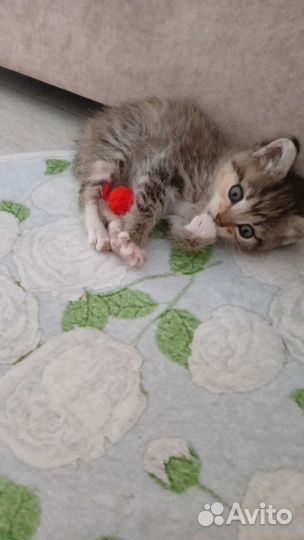 Котенок