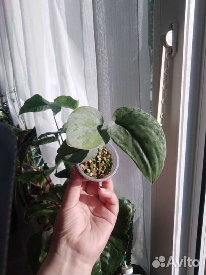 Эпипремнум, сциндапсус, филодендрон,сансевиерия